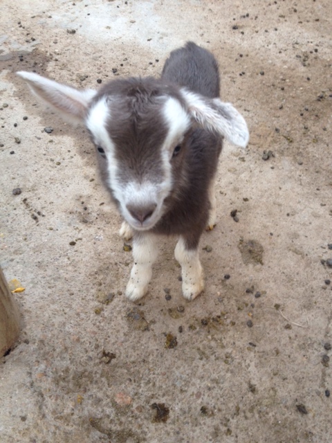 Baby Goat_3.15.16